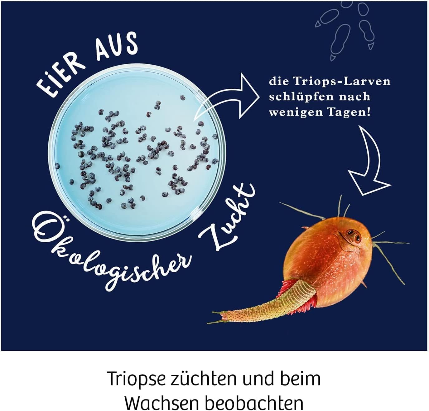 Kosmos Triops Breeding Kit: Fun Science Experiment for Kids
